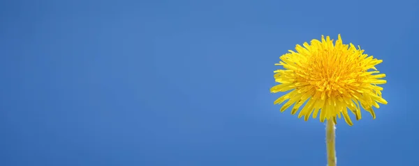 Панорамний Знімок Жовтої Кульбаби Полі Синьому Фоні — стокове фото