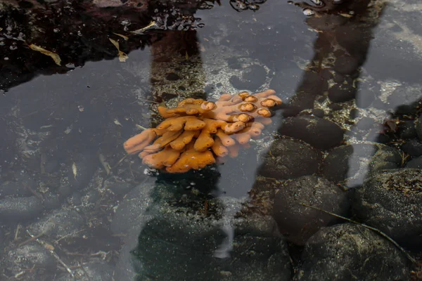Eine Nahaufnahme Eines Orangefarbenen Unterwasserchors Wie Eine Kreatur — Stockfoto