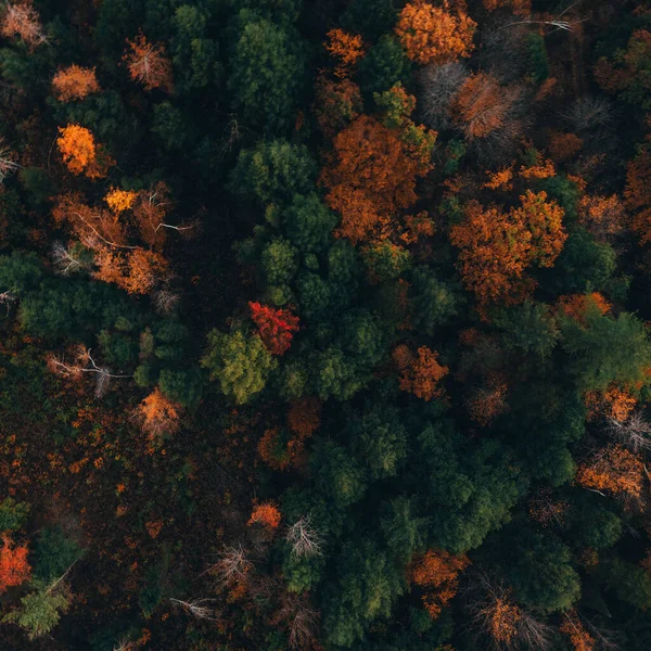 Αεροφωτογραφία Ενός Πολύχρωμου Φθινοπωρινού Δάσους Στο Μέιν — Φωτογραφία Αρχείου