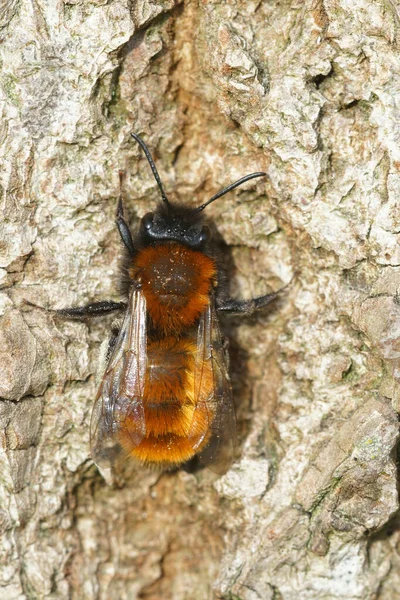 Vertikal Närbild Fluffig Röd Kvinna Tawny Mining Bee Andrena Fulva — Stockfoto