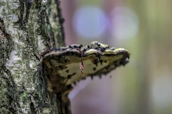 背景がぼやけている大きな木の詳細のクローズアップショット — ストック写真