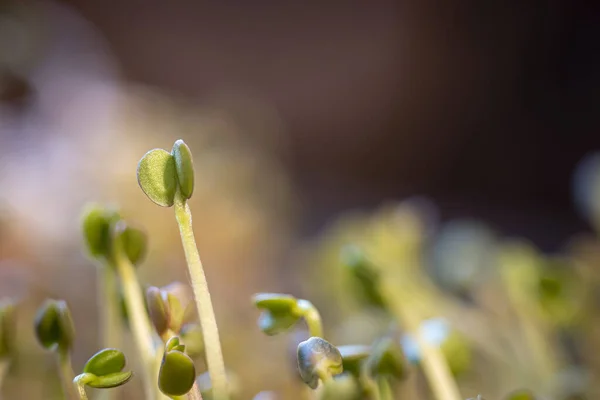 Крупный План Прорастающих Семян Размытом Фоне — стоковое фото