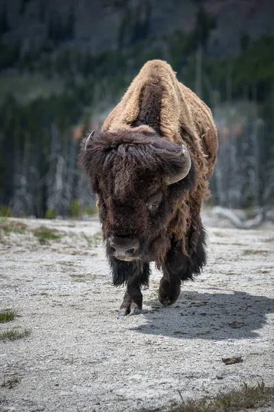 Bison Dans Parc National Yellowstone — Photo