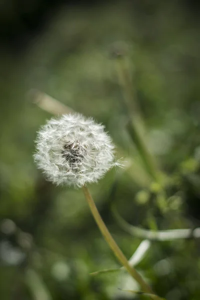 Eine Vertikale Aufnahme Eines Löwenzahns Auf Verschwommenem Hintergrund — Stockfoto