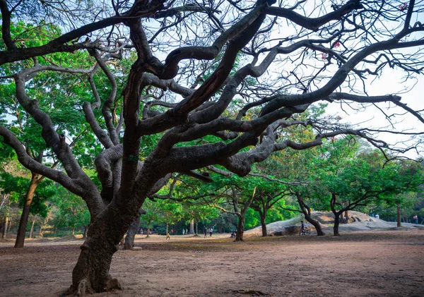 Ένα Παλιό Δέντρο Χωρίς Φύλλα Μεγαλώνει Στο Όμορφο Πάρκο Ανάμεσα — Φωτογραφία Αρχείου