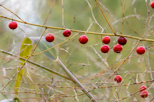 Rote Beeren Der Herbstsaison Freien Aus Nächster Nähe — Stockfoto
