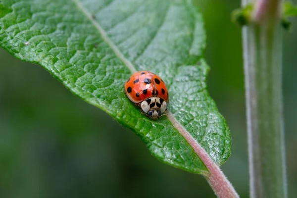 Gros Plan Une Coccinelle Assise Sur Une Feuille — Photo