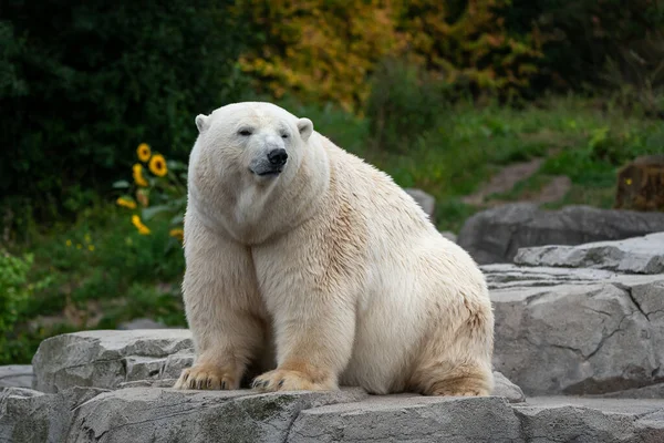 Ein Niedlicher Eisbär Auf Einem Felsen — Stockfoto