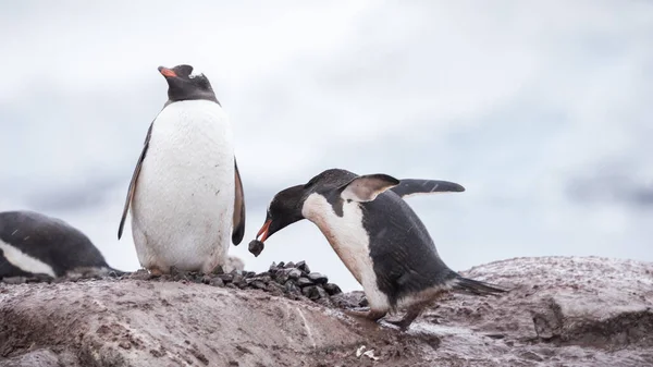 Egy Közeli Kép Gentoo Pingvinek Sziklák Antarktiszon Homályos Háttér — Stock Fotó