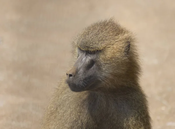 개코원숭이의 서식지에서 — 스톡 사진