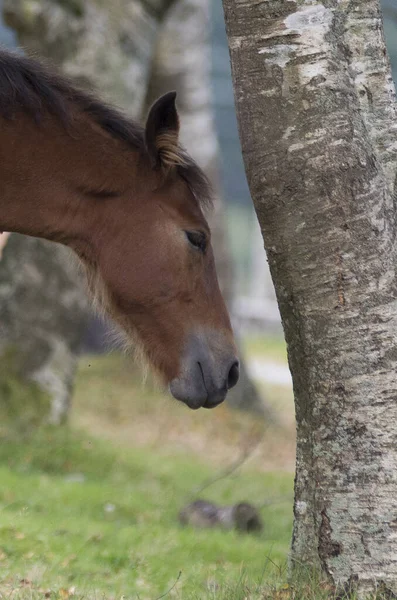 Kahverengi Atın Otları Yediği Dikey Bir Kare — Stok fotoğraf