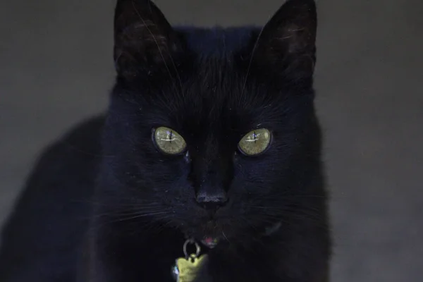 Closeup Black Cat Intense Look — Fotografia de Stock