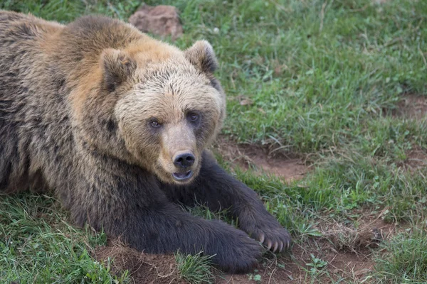 草の上に熊が横たわっている — ストック写真