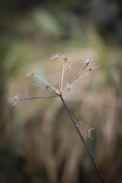 Plano Vertical Una Planta Seca Sobre Fondo Borroso — Foto de Stock