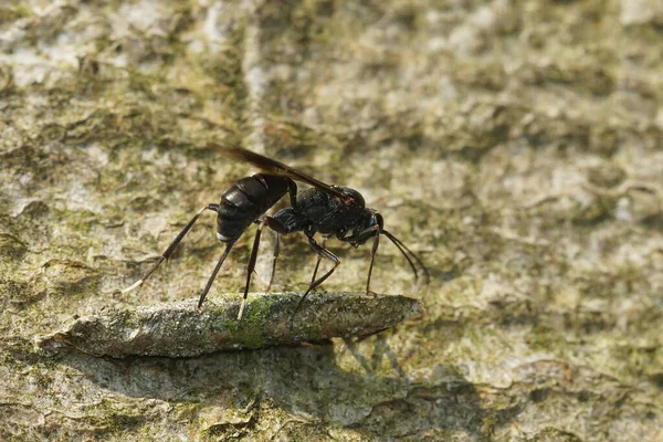 寄居在寄生性气管虫身上的卵母细胞Nippocryptus Vittatorius Ovipositing Cocoon Form Taleporia Tubulosa — 图库照片