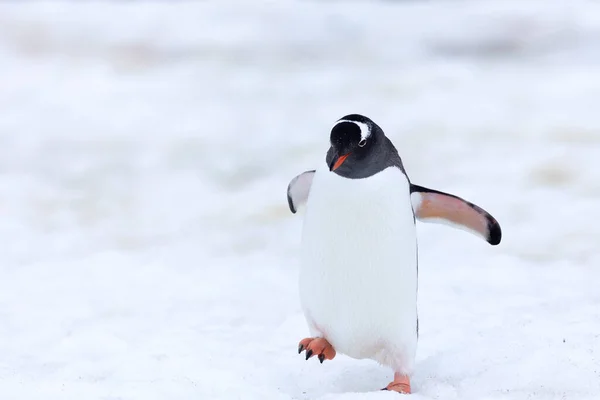 Portrait Cute Gentoo Penguin Snowfall Antarctica Blurry Background — ストック写真