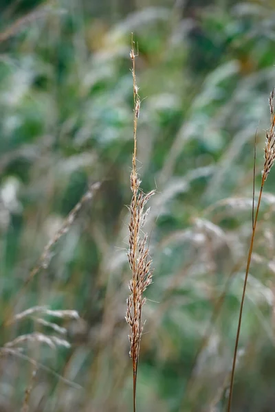 Colpo Verticale Indiangrass Sorghastrum Nutans Sullo Sfondo Sfocato — Foto Stock