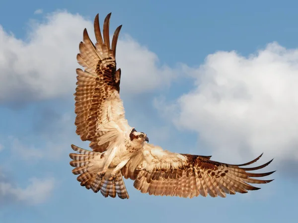 Ein Fliegender Fischadler Mit Weit Geöffneten Flügeln Gegen Einen Bewölkten — Stockfoto