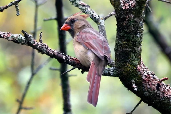 Una Messa Fuoco Selettiva Una Donna Arroccata Cardinale Del Nord — Foto Stock