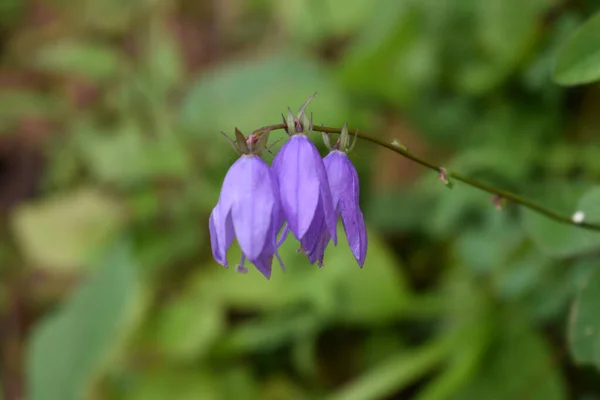 閉じた花弁を持つ紫色の鐘花の選択的な焦点ショット — ストック写真