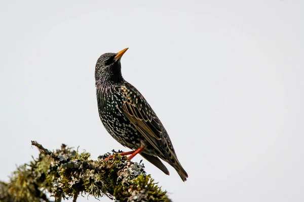 Enfoque Selectivo Starling Europeo Posado Una Rama Cubierta Musgo —  Fotos de Stock