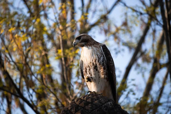 一只可爱的老鹰栖息在森林的木头上拍了一张特写 — 图库照片