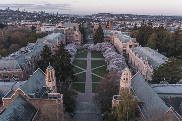 Aerial View Cherry Blossoms University Washington Seattle Sunrise — 스톡 사진