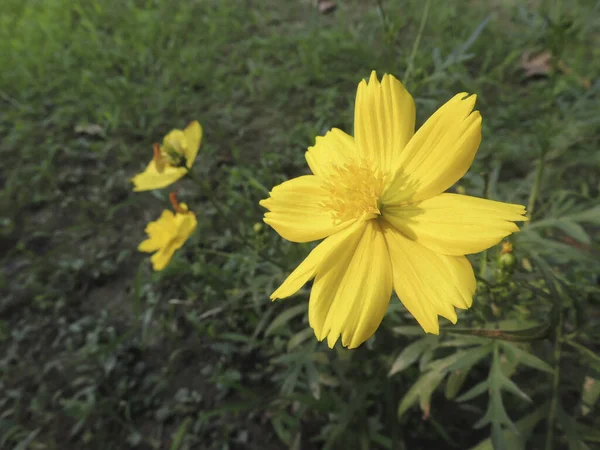 Una Vista Dei Fiori Del Cosmo Giallo Che Sbocciano Campo — Foto Stock