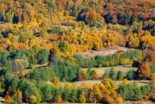 オレンジの葉と緑の松の木でいっぱいの山の森の景勝地 — ストック写真