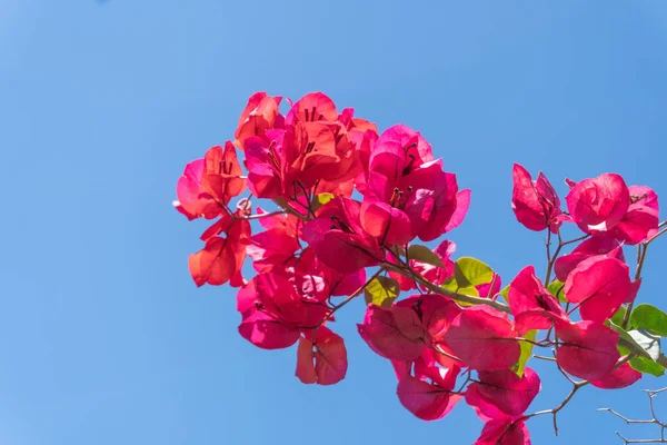 Крупный План Красивых Бугенвиллийских Цветов — стоковое фото