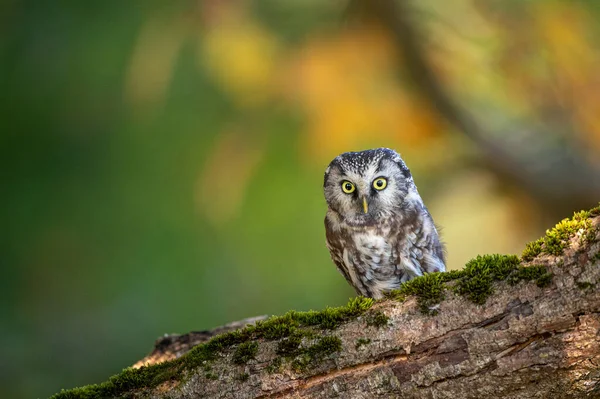 Closeup Shot Owl Forest Day — Foto Stock
