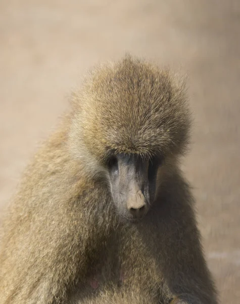 Closeup Shot Furry Baboon — Stock Photo, Image