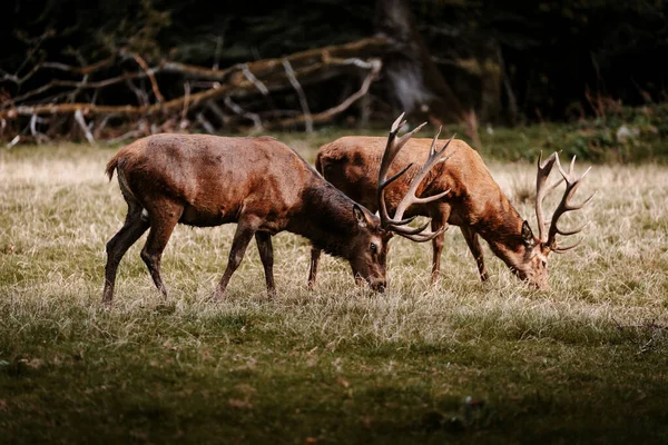 Beautiful View Deers Grazing Field — Zdjęcie stockowe
