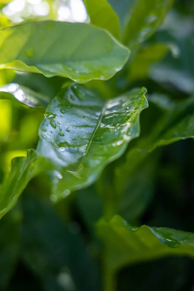 Closeup Wet Leaves Coffee Seedlings — ストック写真