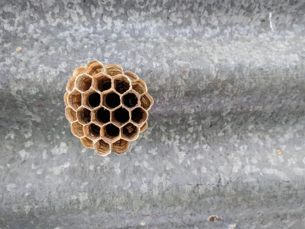 Eine Nahaufnahme Eines Wespennestes Auf Einem Metalldach — Stockfoto