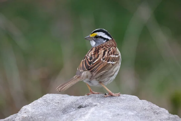 Selective Focus Shot White Throated Sparrow — Photo
