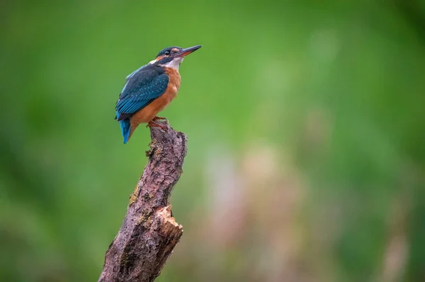 Selective Focus Shot Blue Bird Branch Tree Garden — Photo