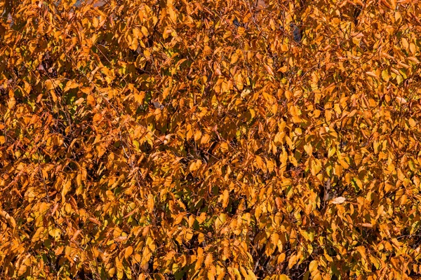 Egy Közeli Kép Egy Fáról Ami Erdőben Ősszel Tele Narancslevelekkel — Stock Fotó