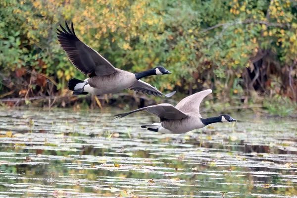 Selective Focus Shot Canada Geese Flight River Lake — 图库照片