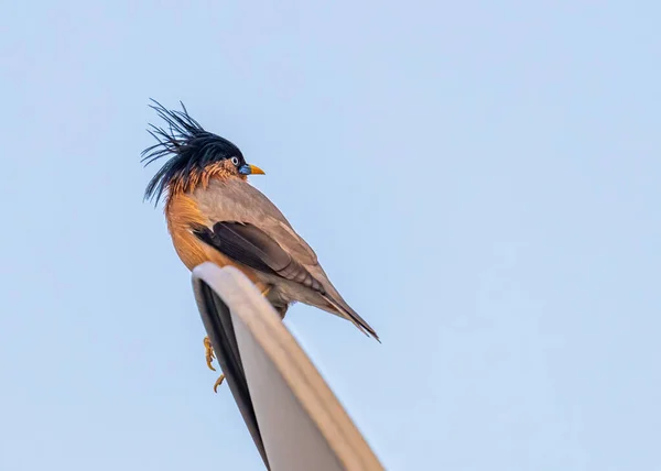 Beautiful Brahminy Starling Perched Satellite Dish Windy Day — Foto de Stock