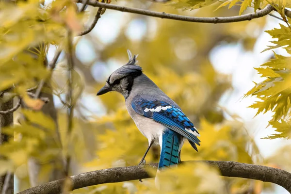 Una Fascinante Foto Arrendajo Azul Sentado Una Rama Árbol Fresco — Foto de Stock