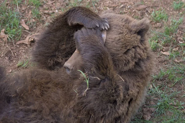 Вид Забавного Бурого Медведя Лежащего Траве Играющего — стоковое фото