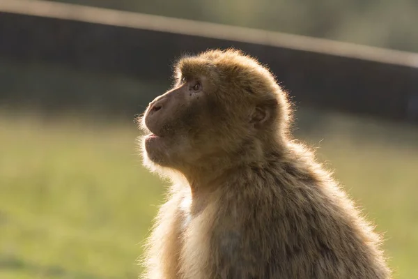 Gros Plan Macaque Barbare Dans Son Habitat Naturel — Photo