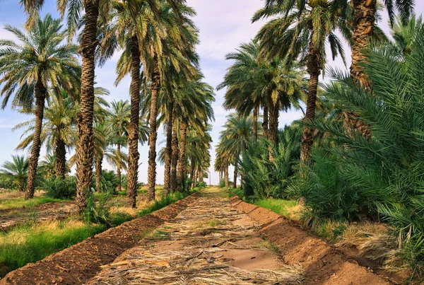 Wiele Pięknych Wysokich Zielonych Palm Przeciwko Błękitnemu Pochmurnemu Niebu Słoneczny — Zdjęcie stockowe