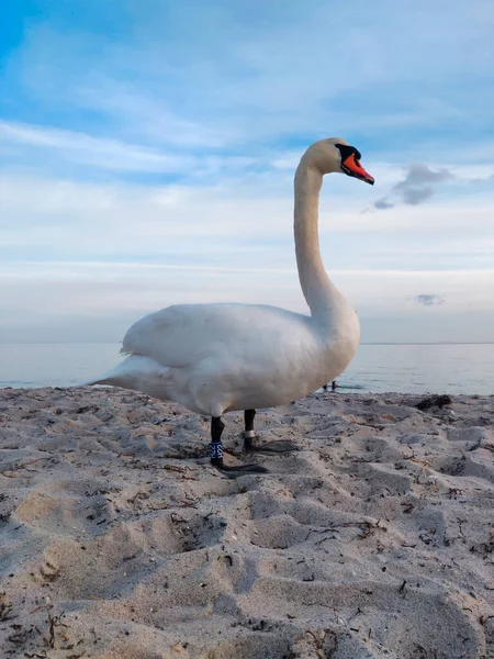 Крупный План Белого Лебедя Говорящего Песчаном Пляже Против Облачного Светлого — стоковое фото