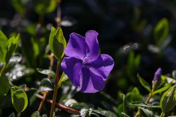 Closeup Purple Periwinkle Flower Outdoors Dayl — Stockfoto