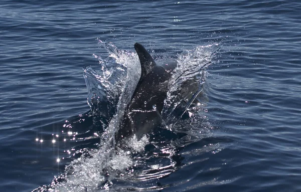 Gros Plan Dauphin Nageant Dans Mer — Photo