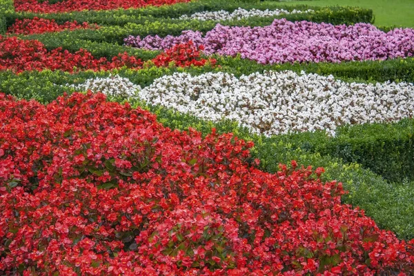 Hermoso Paisaje Flores Colores Floreciendo Gran Campo Natural — Foto de Stock