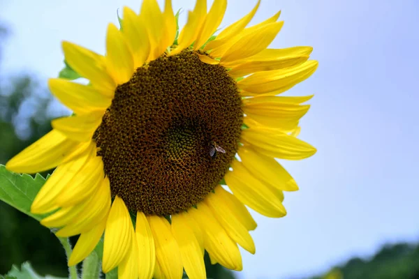 Прекрасний Макрознімок Соняшнику — стокове фото