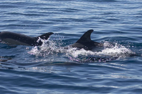 Närbild Delfiner Som Simmar Kantabriska Havet — Stockfoto